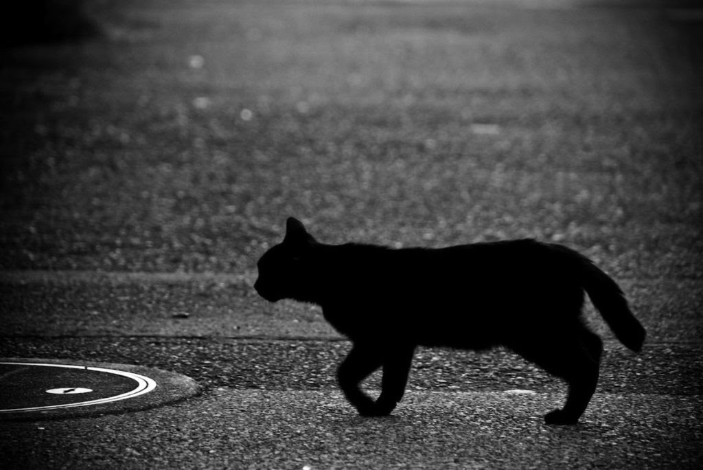 動物画像無料 トップ100 かっこいい 月 黒 猫 イラスト