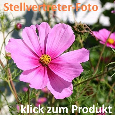 Platzhalterbild mit Werbelink zu Amazon