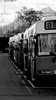 A line of trolley buses