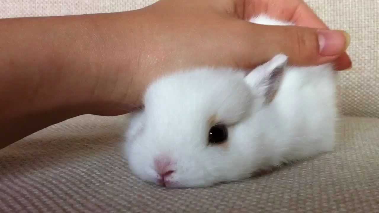 雪見だいふく うさぎの赤ちゃん まとめでぃあーんz みんなのおすすめシェアサイト