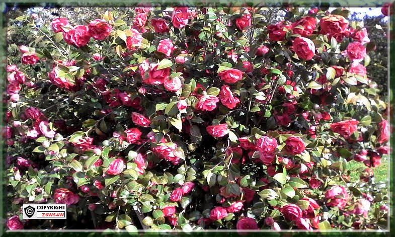 le dernier camélia Japonica double en pleine fleur,le jour des rameaux