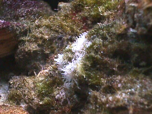White stuff on Live rock? | Saltwaterfish Forum