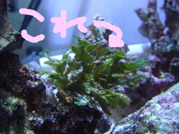 ライブロックから生えてきた海藻 厄介者 謎の生物 掲示板過去ログタンク Privateocean Com