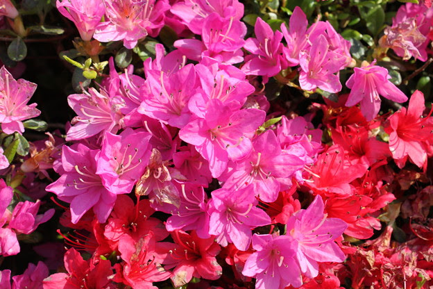 ツツジの花 つつじの花 写真共有サイト フォト蔵