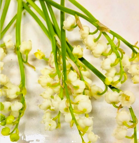 すべての美しい花の画像 50 素晴らしい花 言葉 スズラン
