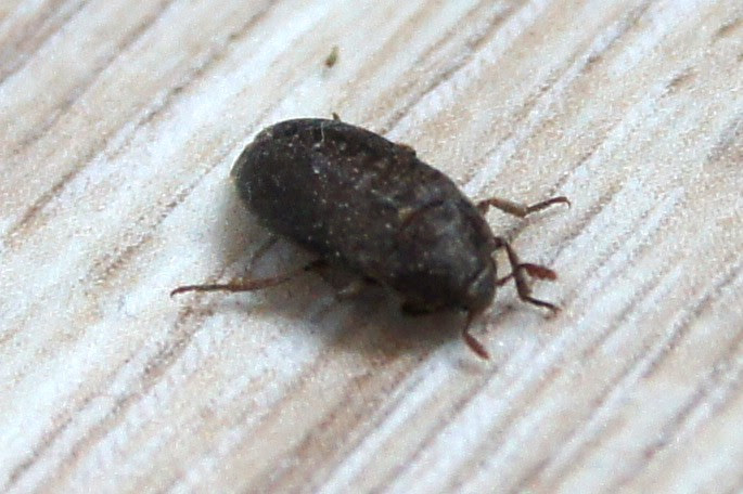 Identification petit insecte noir nocturne