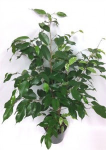 Ficus Benjamina 'Exotica'
