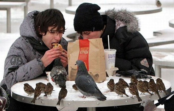 When Birds Attack (47 pics)