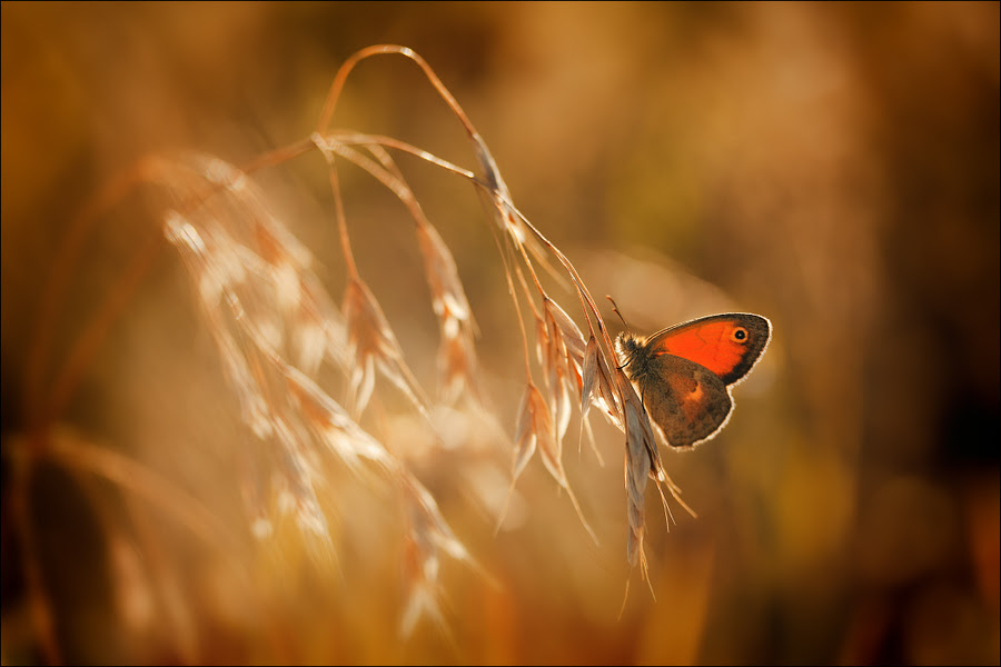 500px favs, rg443
