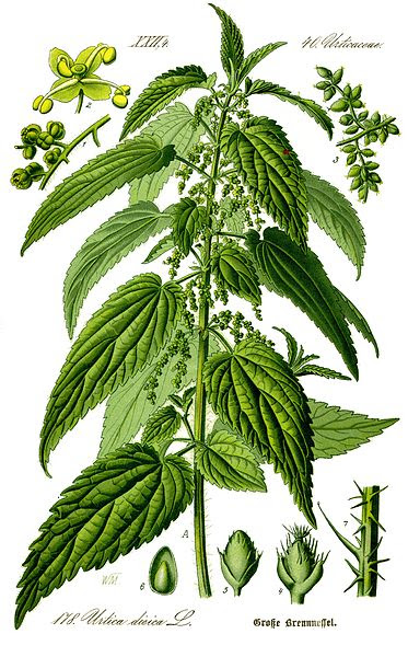 Fichier:Illustration Urtica dioica0 clean.jpg