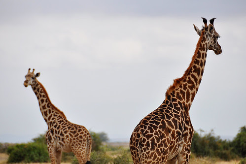 PairofGiraffes