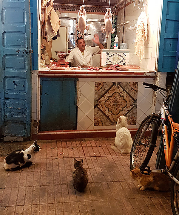 hopeful cats