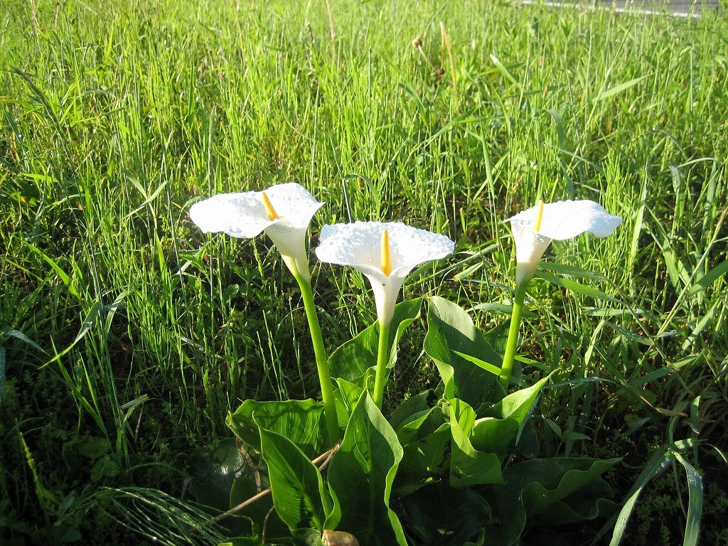 水芭蕉によく似た花 カラー 海芋