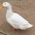 American Pekin Duck Egg - Pekin Ducks Ducks And Hatching Eggs For Sale - Pekin duck eggs are kept in a setter for 25 days and then transferred on the 25th day to a hatcher where they remain until they hatch on the 28th day.