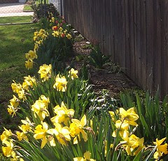 fence row daffodils