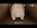 [最も選択された] うさぎ用 おもちゃ 手作り 254105
