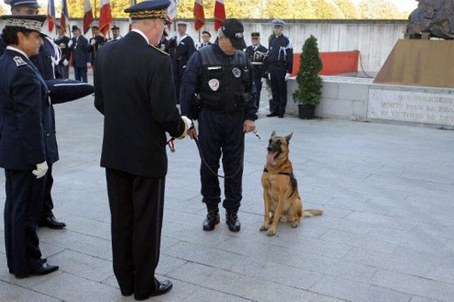 Lacak Ribuan Penjahat, Anjing Diberi Medali