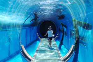 成功する 水族館デートの告白方法は コノ方法だ 服装コーデ 会話の注意点 Bijoh ビジョー