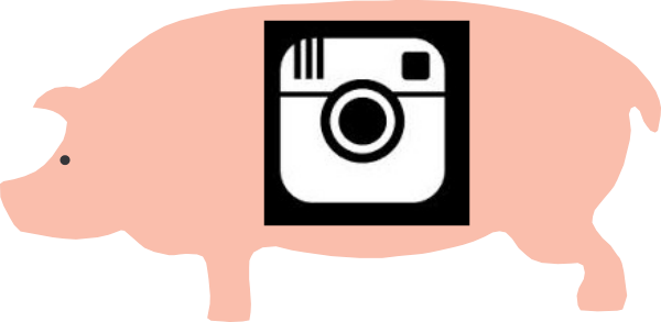 pig3