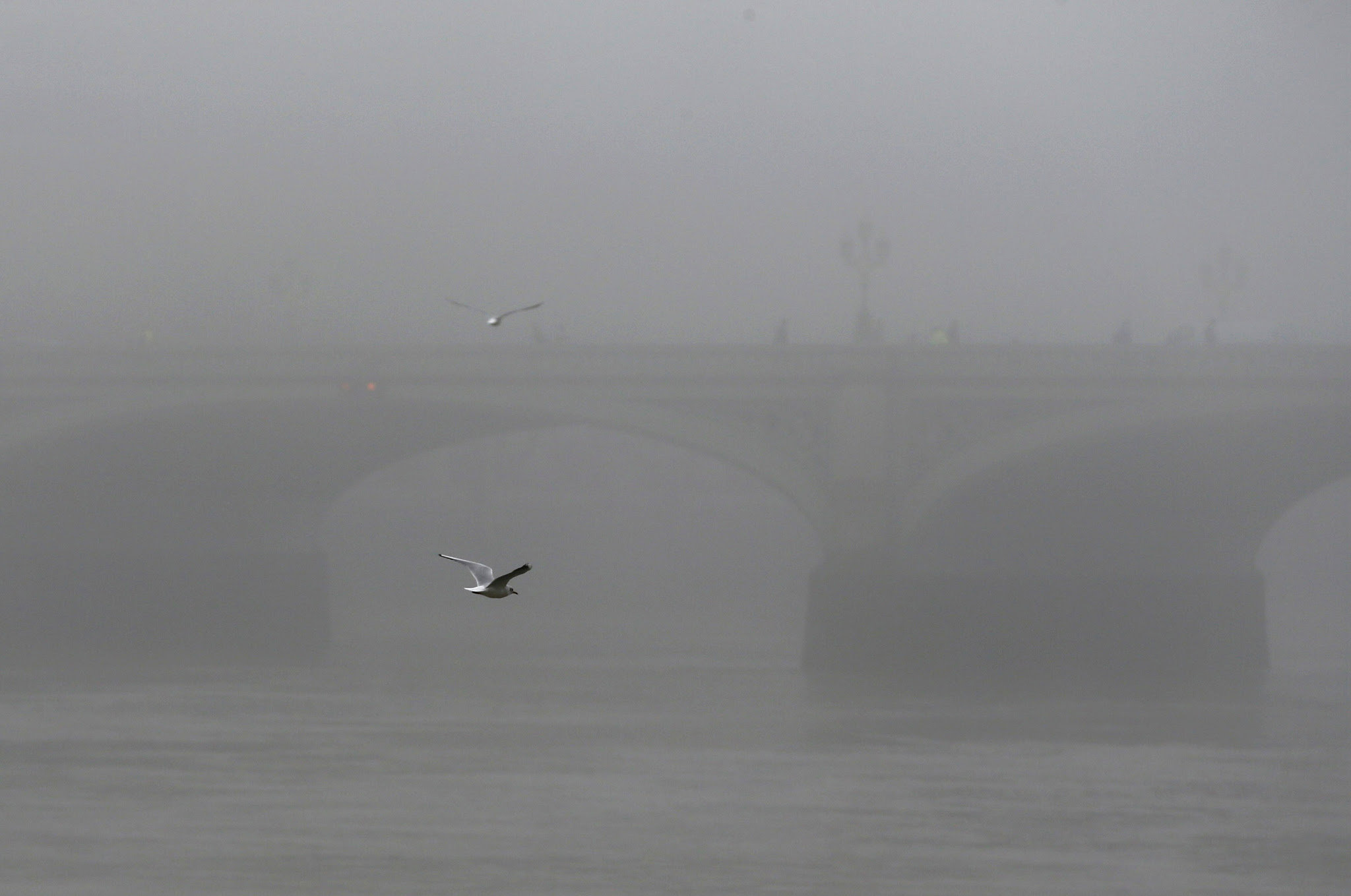 A seagull flies past Westminster Bridge during a foggy day in central London, November 2, 2015. Airports across Britain suffered disruption on Monday as heavy fog led to delays and cancellations for a second day. Flights to and from London airports were being affected, while foggy conditions in the capital and across Europe were causing problems to airports around the country.REUTERS/Stefan Wermuth