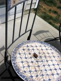 mushrooms growing in chairs