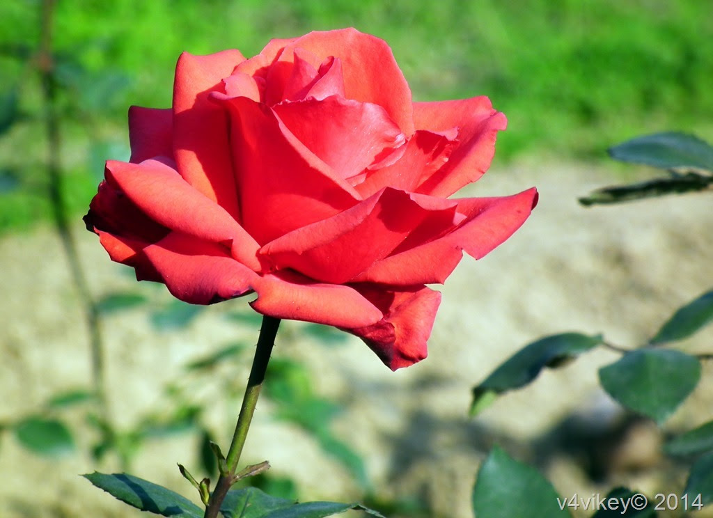 Rose Flowers