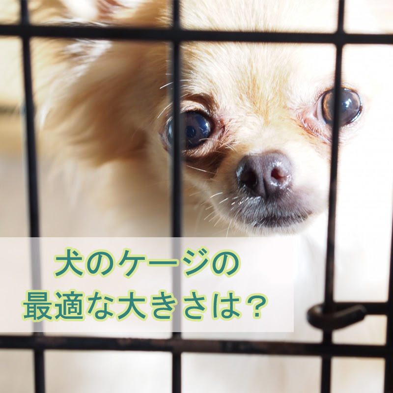 犬のケージの最適な大きさは