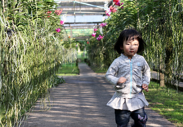 Orchid farm, Chiang Mai