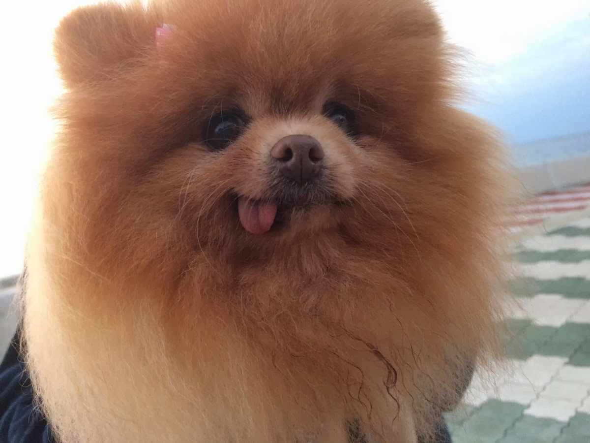 Cute dogs - part 5 (50 pics), cute dog sticks its tongue out