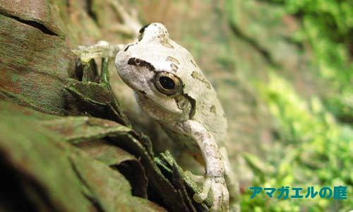 アマガエルの庭 ニホンアマガエル写真サイト カエルのエサ カエルの飼い方 蛙飼育について