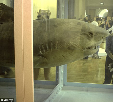shark