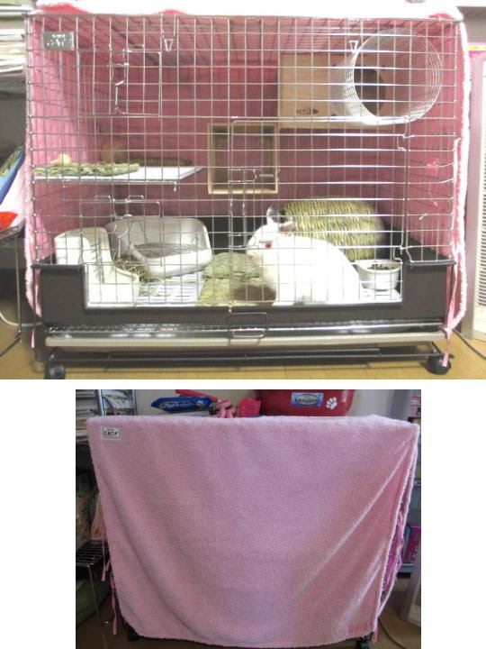 おっさんの超初心者 はじめてのウサギ飼い苦楽日記 ネザーランドドワーフ アルビノ系白ウサギ 飼う前の情報収集 お迎え決断 飼育飼い方日記