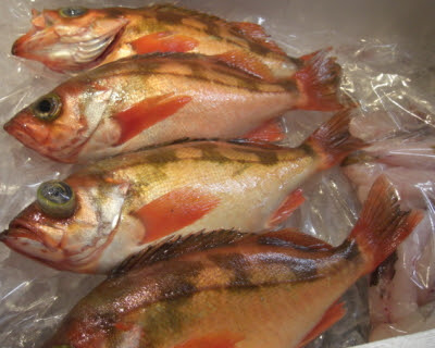 2月8日 火 のどぐろ メバルの煮付け 新橋 居酒屋 おおあみ 今日の入荷