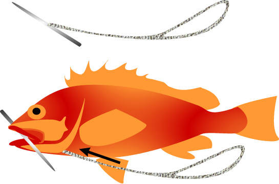 日本スピアフィッシング協会 スピアフィッシング 魚突き 初心者q A