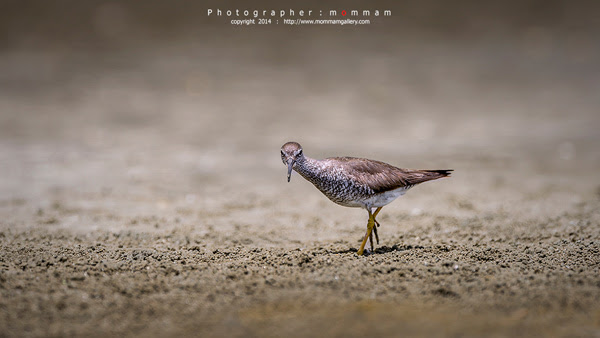 สัตว์บินได้