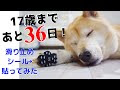 コンプリート！ 犬 靴下 滑り止め 老犬 205903-犬 靴下 滑り止め 老犬