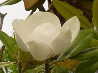 ６月８日の誕生花 タイサンボク 泰山木 大山木 の花言葉 前途洋々 壮麗 なマグノリアの花の香り 弥生おばさんのガーデニングノート 花と緑の365日 楽天ブログ