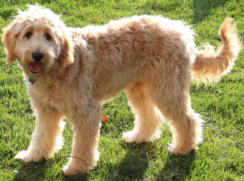 Goldendoodle Coat Types Smoky Mountain Doodles
