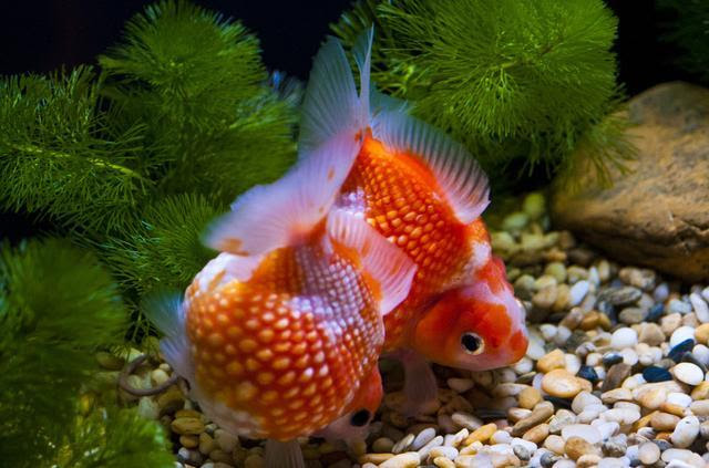 金魚養殖個人心得 每日頭條
