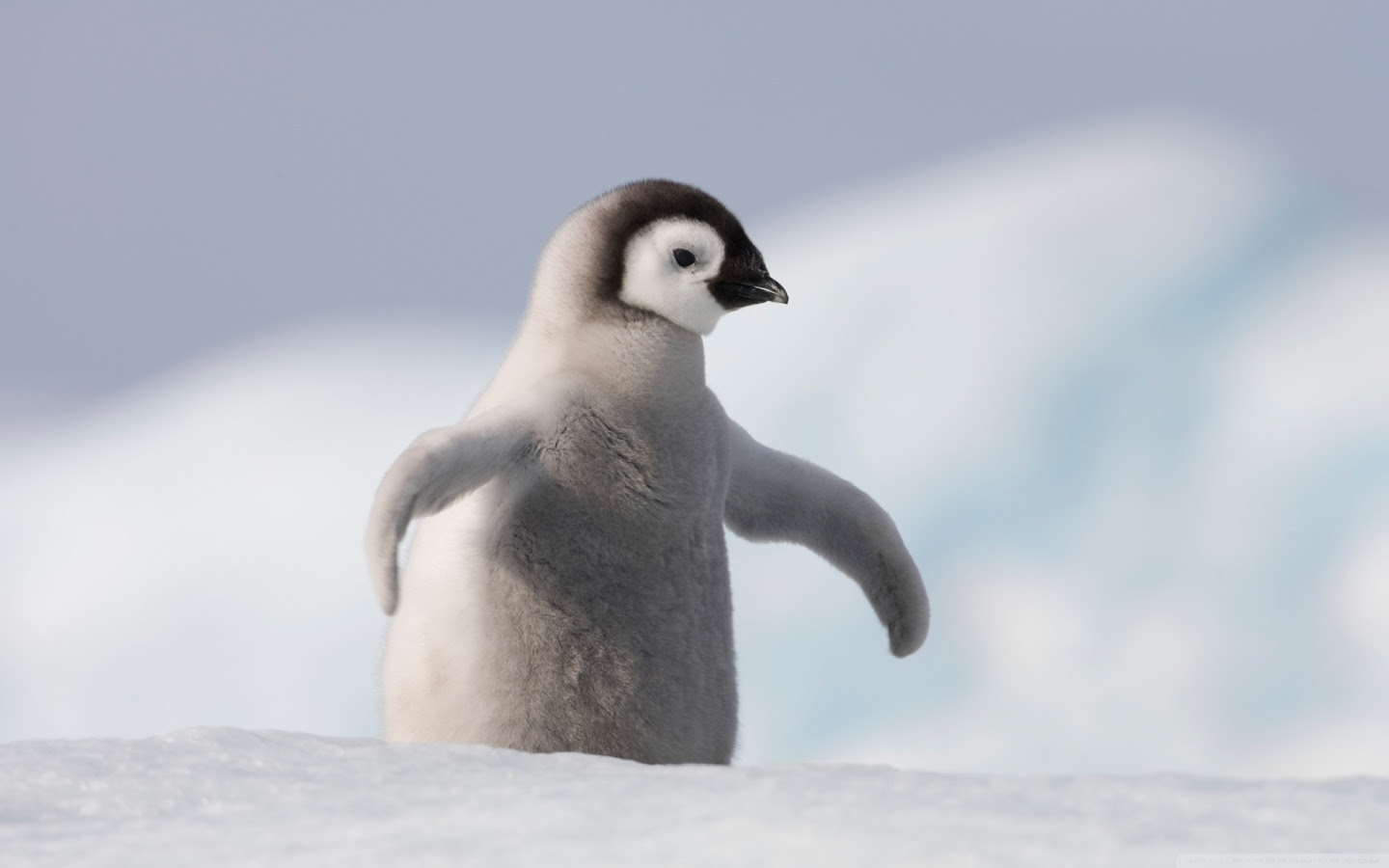 Baby Penguin Antarctica ❤ 4K HD Desktop Wallpaper for 4K Ultra
