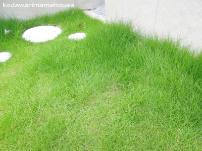 こだわりすぎるａ型ママのおしゃれな輸入住宅づくり 庭造り 天然芝は手入れが大変って本当 残念過ぎる我が家の芝生の現状