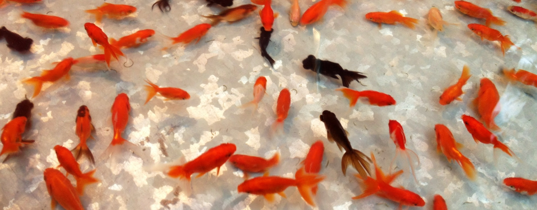 金魚すくい cubes