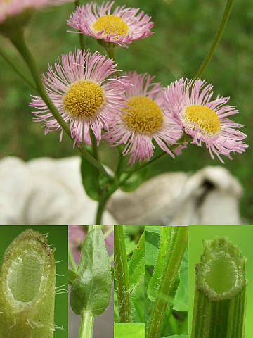 中標津で見つけた植物 ハルジョオン