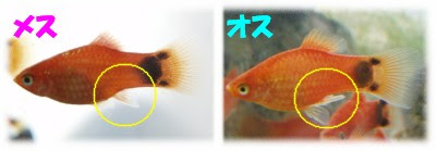 プラティの繁殖について ハサウェイの水草水槽への道