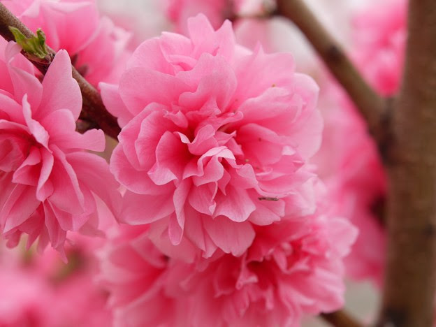 花桃 虫ちゃん付き 写真共有サイト フォト蔵