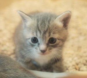 子猫が 子猫がこっちにくるぅ 可愛い子猫にハァハァする画像集 猫画像まとめ もふぬこ動画 画像