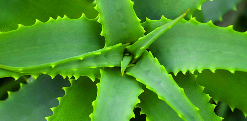 Plantes Tropicales Jardin Hamel
