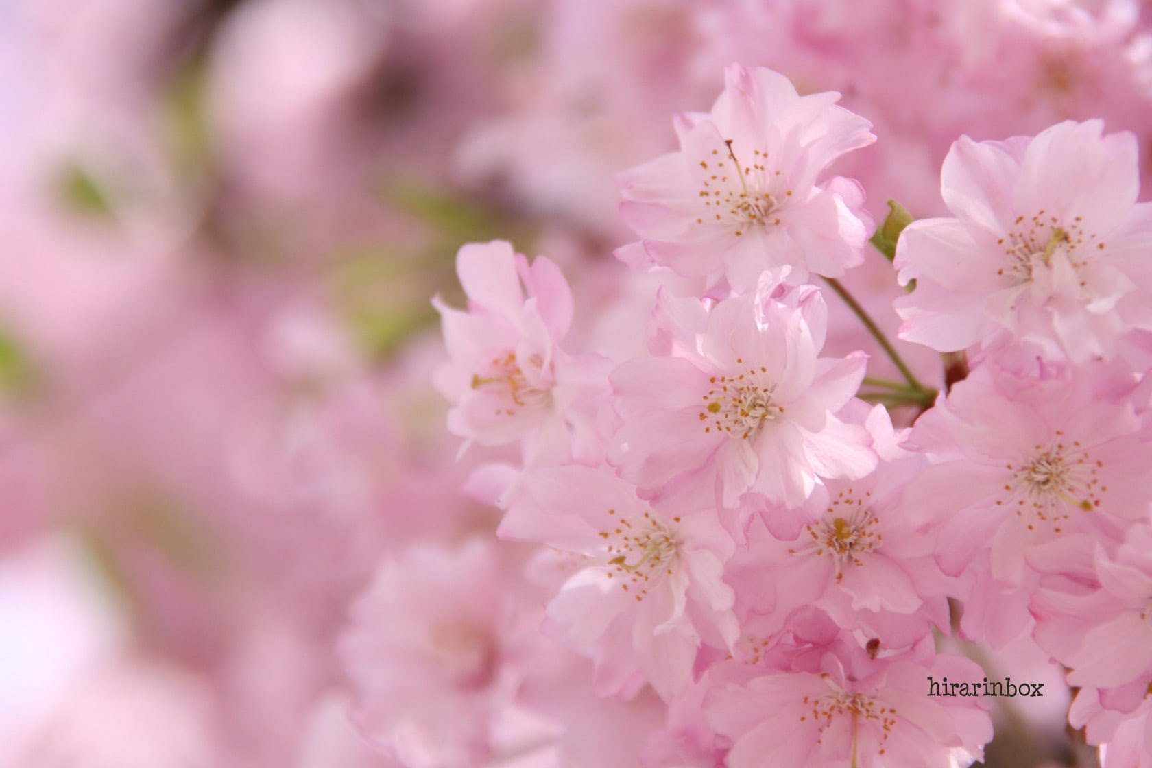 壁紙 桜 チューリップ ひらりん気まま日記