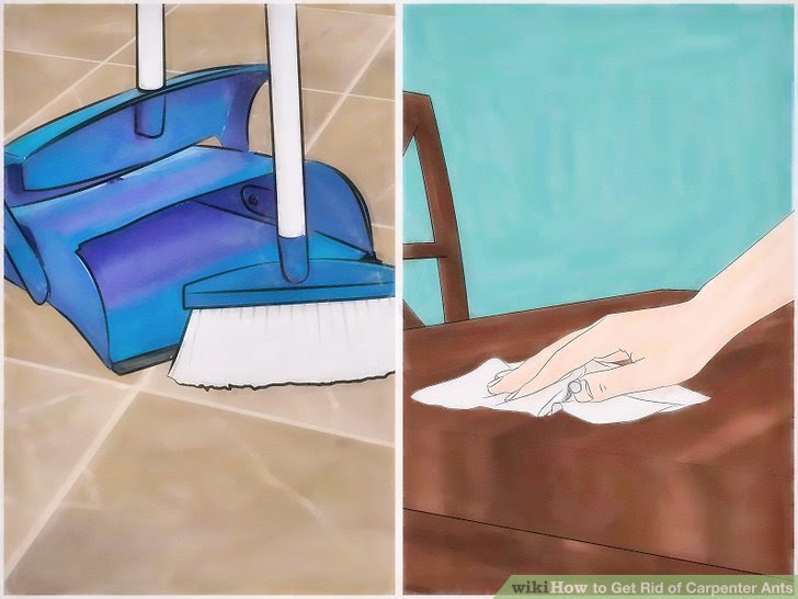 Get Rid of Carpenter Ants Step 12 Version 2.jpg