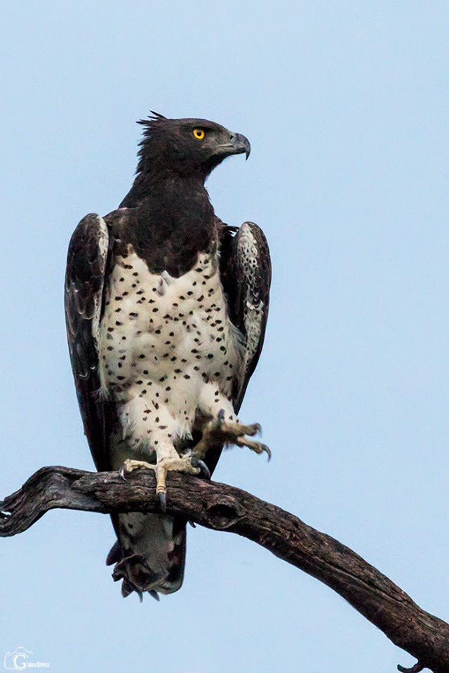 Águila Marcial (Polemaetus bellicosus) - EcoRegistros
